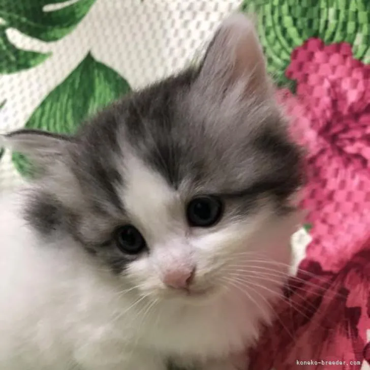 ID:2206-02976の子猫