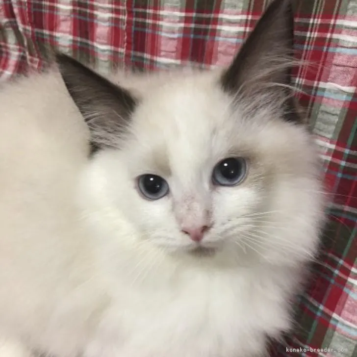 ID：2304-02947の子猫