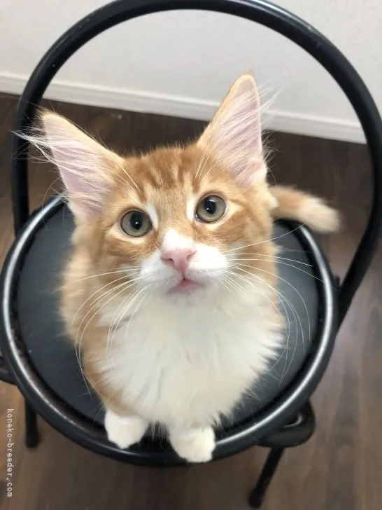 ID:2109-01533の子猫