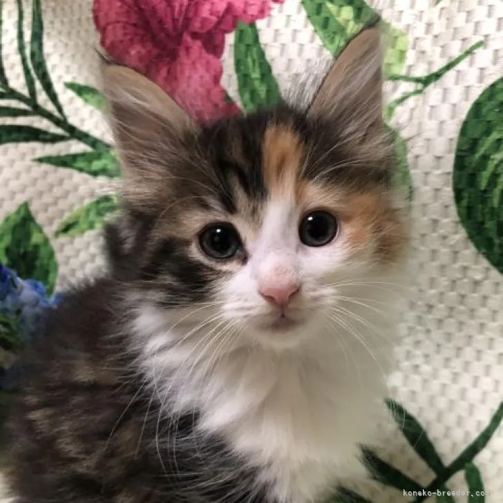 ID：2210-01735の子猫