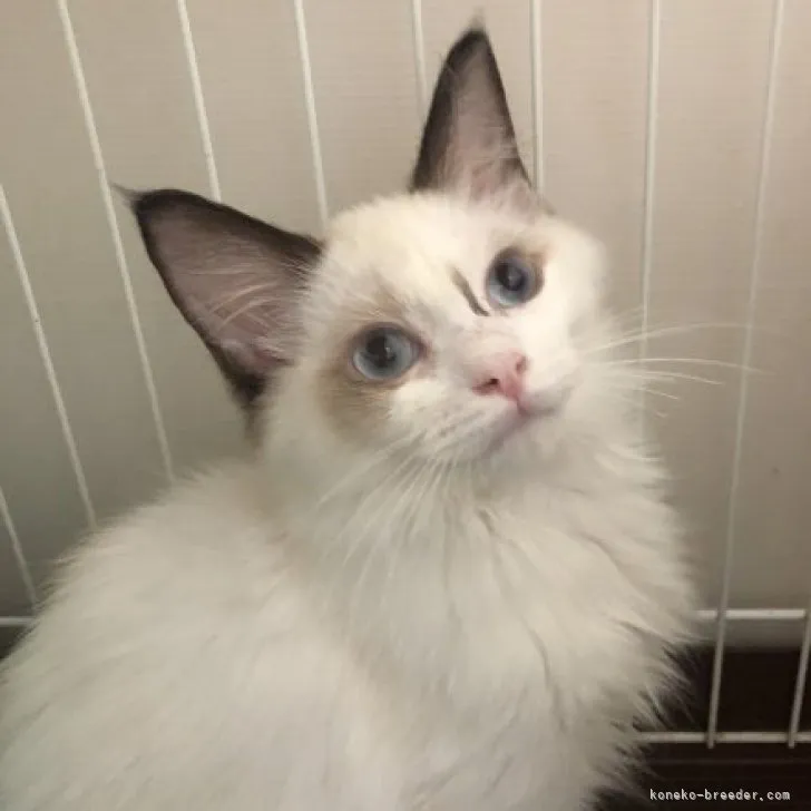 ID:2304-02944の子猫
