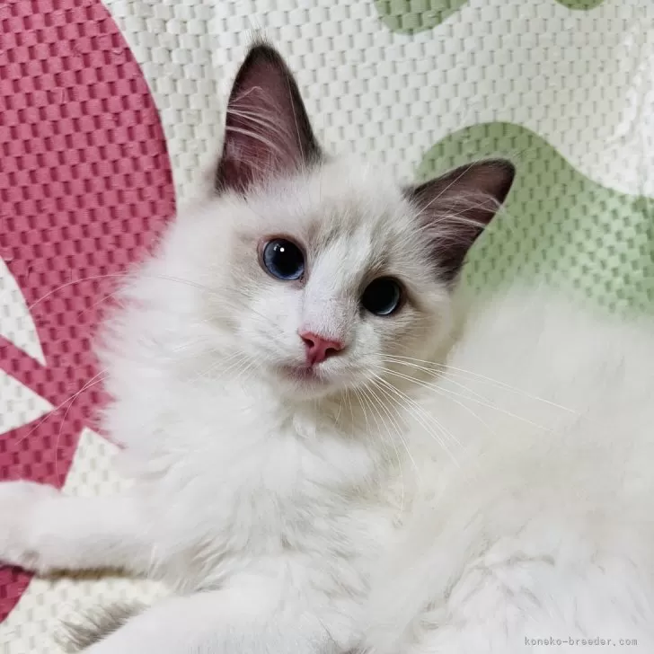 ID：2405-00846の子猫