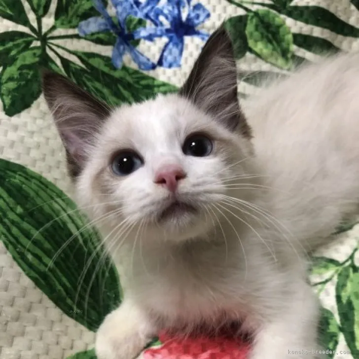 ID:2310-02014の子猫