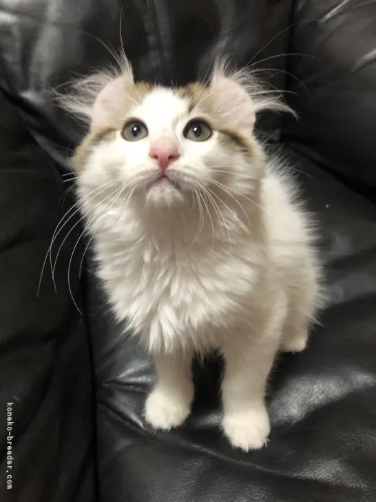 ID:2204-01721の子猫
