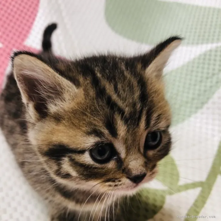 ID:2311-02516の子猫