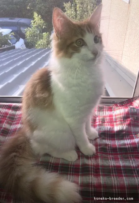 ID：2109-00867の子猫
