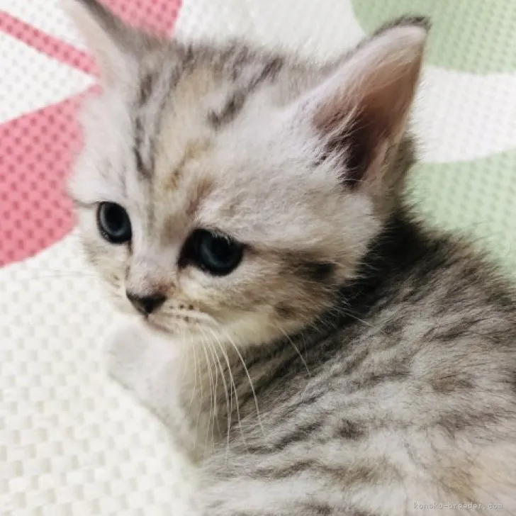 ID:2311-02515の子猫