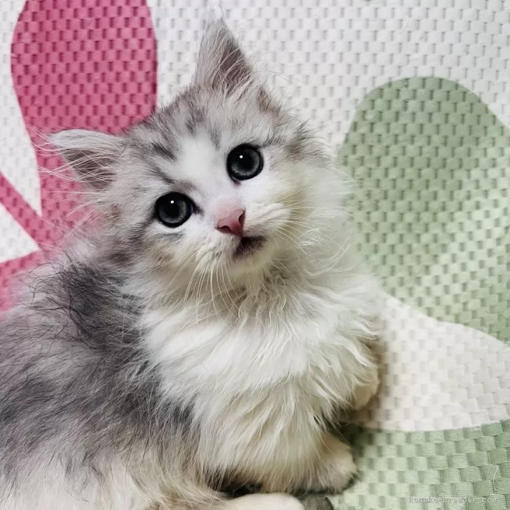 ID:2411-00541の子猫