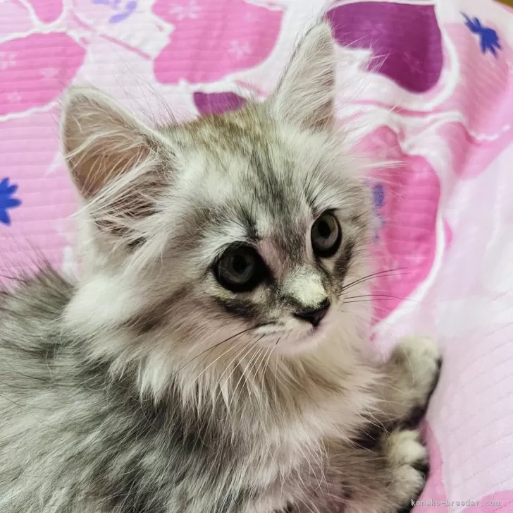 ID：2409-02282の子猫