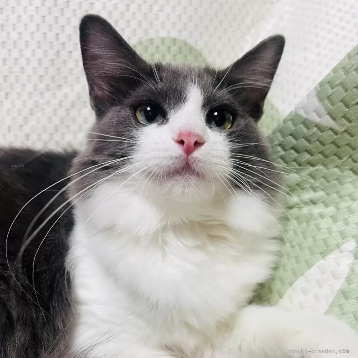 ID：2407-02883の子猫