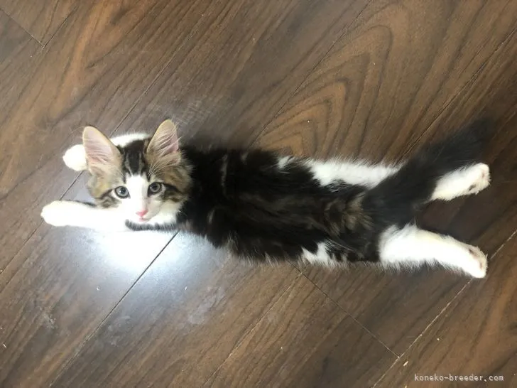 ID:2109-01534の子猫