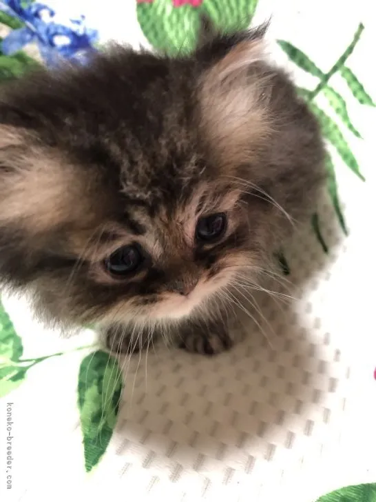 ID：2205-01154の子猫