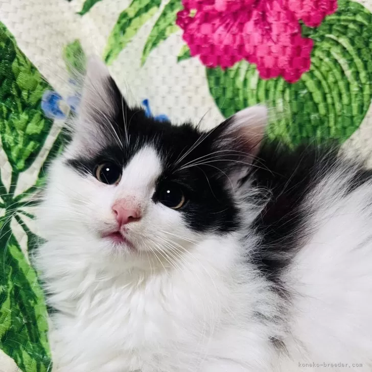 ID:2406-00732の子猫