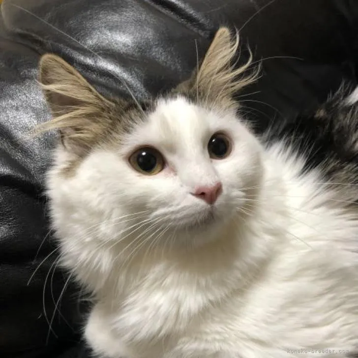 ID:2206-01621の子猫