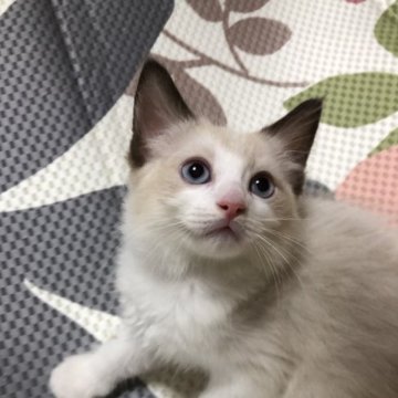 ラグドール【大阪府・男の子・2023年6月12日・シールポイントバイカラー】の写真「パパはCFAチャンピオン❗️可愛い子💕💕」