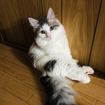 マンチカン(短足)【大阪府・男の子・2023年7月2日・ブルータビー&ホワイト】の写真「優しい性格の可愛い男の子💕めちゃ大人しいです。」