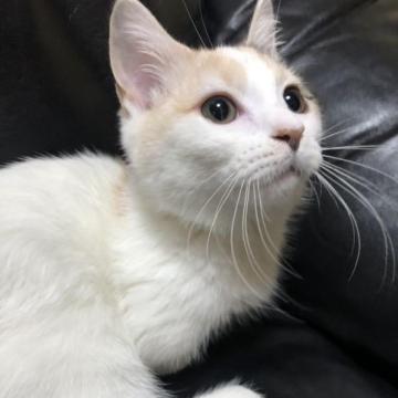 マンチカン(短足)【大阪府・女の子・2022年10月5日・ダイリュートキャリコ】の写真「凄く甘えたちゃん❗️ゴロスリ可愛いです」