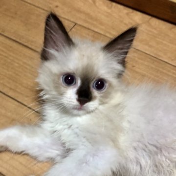 ラグドール【大阪府・女の子・2023年5月31日・シールポイント】の写真「パパはCFAチャンピオン❗️美少女に成長中(^^)」