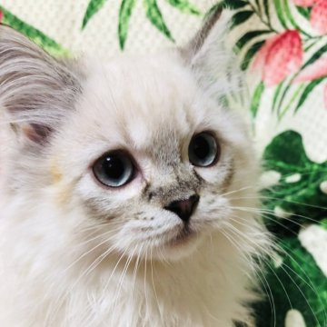 サイベリアン【大阪府・女の子・2023年11月10日・ブルーリンクスポイント】の写真「可愛くて癒されます💕ムチコロボディ」