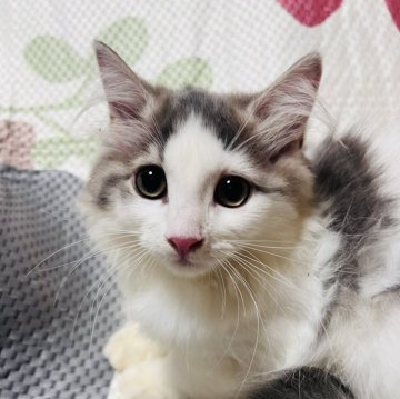 マンチカン(長足)【大阪府・女の子・2024年5月14日・ブルータビー&ホワイト】の写真「可愛いお顔の女の子💕」
