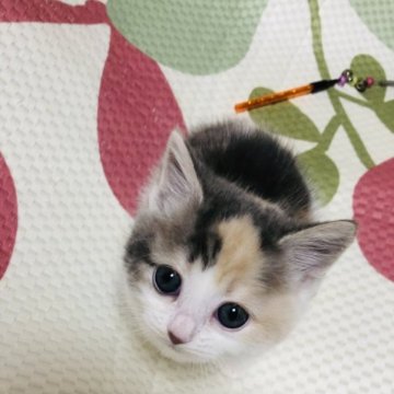 マンチカン(短足)【大阪府・女の子・2023年10月20日・ダイリュートキャリコ】の写真「柔らかい色合いのかわい子ちゃん💕💕」