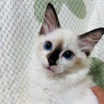 ラグドール【大阪府・男の子・2024年7月25日・シールポイント】の写真「可愛くて癒されます💕お目目クリクリで可愛い😍」