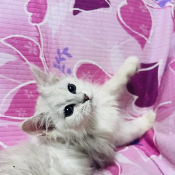 ミヌエット(長足)【大阪府・男の子・2024年2月26日・チンチラシルバー】の写真「めちゃくちゃ甘えたの可愛い男の子💕」