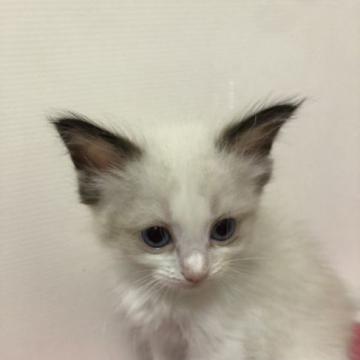 ラグドール【大阪府・女の子・2022年6月28日・シールポイントバイカラー】の写真「パパはチャンピオン💕綺麗なお顔」