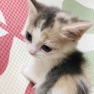マンチカン(長足)【大阪府・女の子・2023年10月20日・ダイリュートキャリコ】の写真「柔らかい色合いのかわい子ちゃん！」