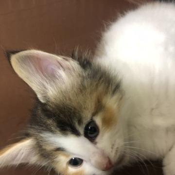 ノルウェージャンフォレストキャット【大阪府・女の子・2022年7月20日・ブラウンパッチドタビー&ホワイト】の写真「パパはチャンピオン❗️9月15日で販売終了」