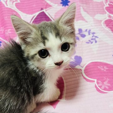 マンチカン(短足)【大阪府・男の子・2024年7月4日・ブルータビー&ホワイト】の写真「めちゃくちゃ可愛い男の子💕」