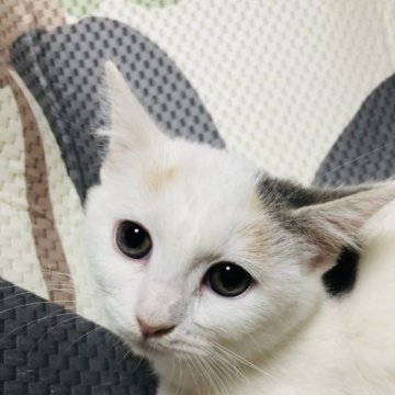 マンチカン(長足)【大阪府・女の子・2023年9月15日・ダイリュートキャリコ】の写真「お顔の可愛い女の子😍大人しい子です！」