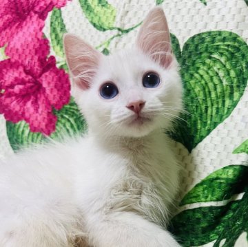 ラグドール【大阪府・男の子・2024年5月26日・クリームポイント】の写真「可愛くて癒されます💕イケメンです」