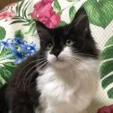 ノルウェージャンフォレストキャット【大阪府・女の子・2022年3月5日・ブラック&ホワイト】の写真1「個性的な柄がキュート💕💕可愛い子」