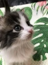 ノルウェージャンフォレストキャット【大阪府・女の子・2022年3月5日・ブラウンタビー&ホワイト】の写真2