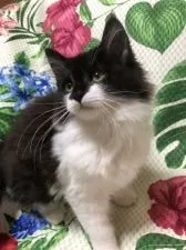 ノルウェージャンフォレストキャット【大阪府・女の子・2022年3月5日・ブラック&ホワイト】の写真4「クリクリお目目が可愛い💕」