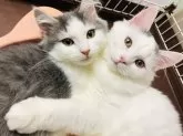 マンチカン(長足)【大阪府・男の子・2023年9月9日・ブルータビー&ホワイト】の写真5「仲良し兄弟です♪」