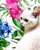 ミヌエット(長足)【大阪府・男の子・2025年3月7日・クリームタビー】の写真10