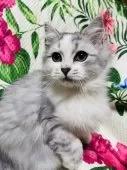 ミヌエット(長足)【大阪府・男の子・2024年9月16日・シルバータビー&ホワイト】の写真10