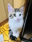 ノルウェージャンフォレストキャット【大阪府・男の子・2025年6月21日・ブラウンタビー&ホワイト】の写真11