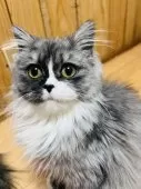 ミヌエット(長足)【大阪府・女の子・2024年6月7日・ブラックシルバータビー&ホワイト】の写真10
