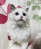 ラグドール【大阪府・男の子・2024年11月4日・ブルーポイントバイカラー】の写真14