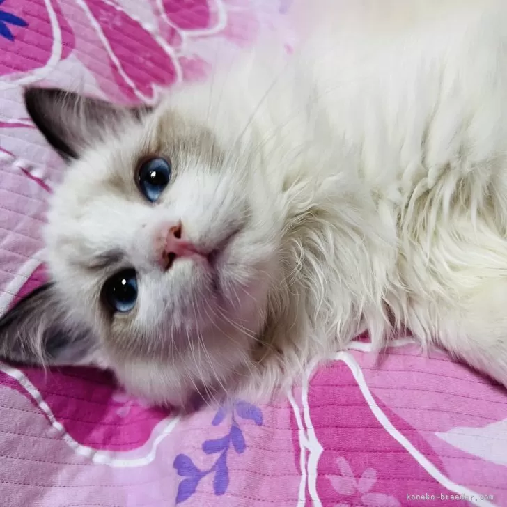 ID：2502-00194の子猫