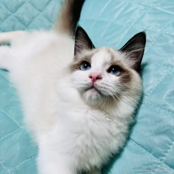 ラグドール【大阪府・男の子・2025年4月24日・シールポイントバイカラー】の写真1「男前くん!爪切りシャンプー大人しいです♪」