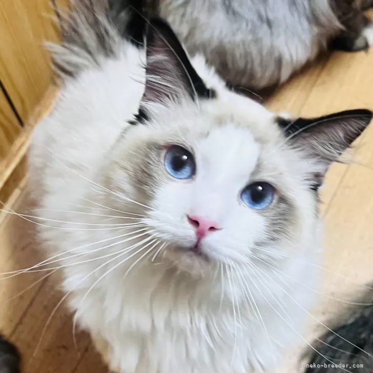 ID:2410-01736の子猫