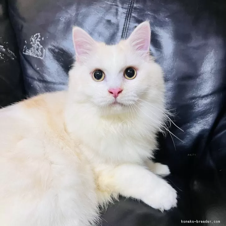 ミヌエット(長足)【大阪府・男の子・2025年4月5日・クリームタビー&amp;ホワイト】の写真1「めちゃくちゃ甘えたです。ゴロスリ止まりません(^^)抱き心地最高❣️」