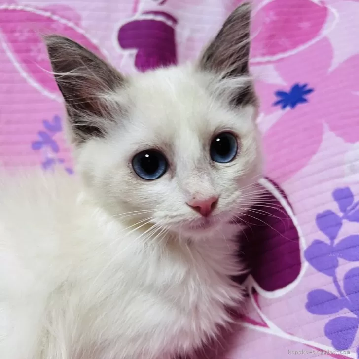 ID:2501-00059の子猫