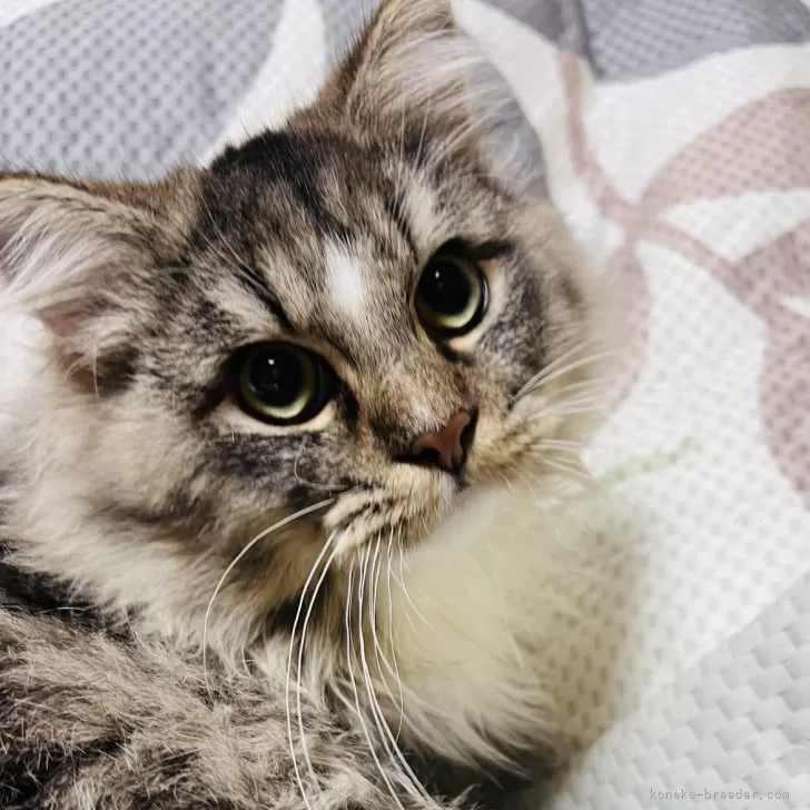 ID：2411-00533の子猫