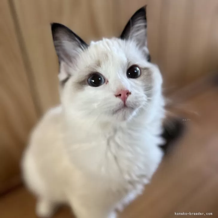 Y.M 様のお迎えした子猫