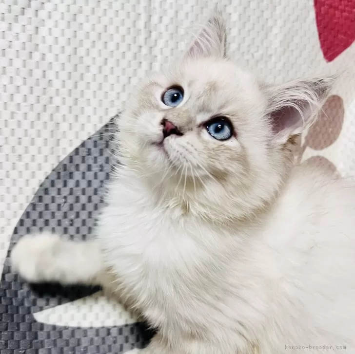 ID：2503-02616の子猫